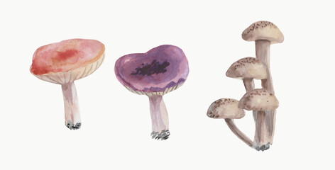 Edible forest mushrooms in watercolor