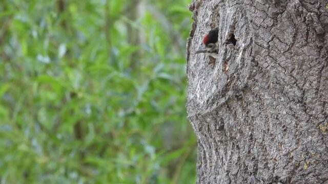 junger Buntspecht&nbsp;(Dendrocopos major) schaut aus Bruth&ouml;hle