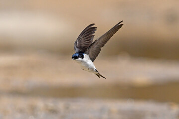 flying house martin / fliegende Mehlschwalbe (Delichon urbicum)