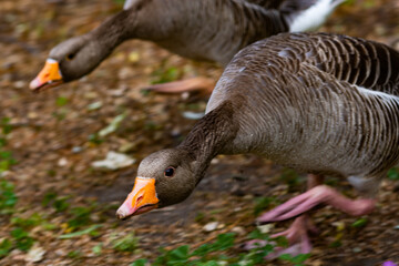 rose running portrait