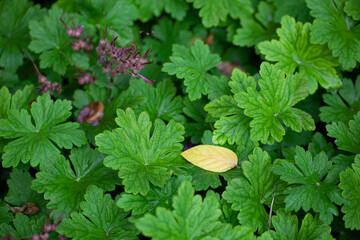 Geranium (Pelargonium graveolens) in the garden. Green leaves and flowers.
