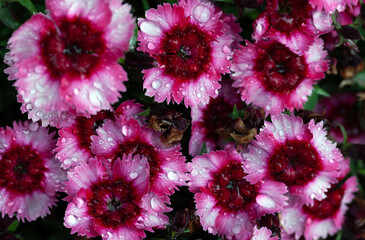 Carnation garden, flowers in the garden (Dianthus barbatus)