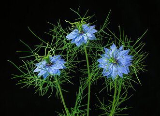 Love-in-a-mist flowers (Nigella damascena)--a common garden plant native to southern Europe.