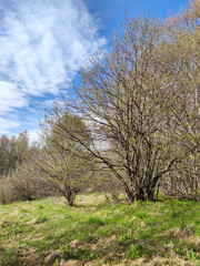 Spring landscape of Vitosha Mountain, Bulgaria