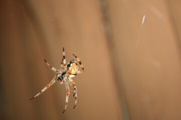 spider on web