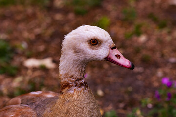 portrait of a duck