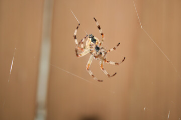 spider on web