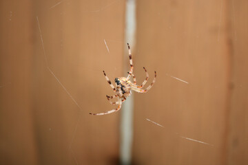 spider on web