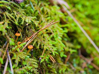 green moss on the ground