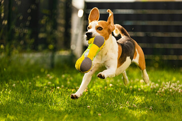 Tricolor beagle dog fetching a riped toy and running towards camera fast.
