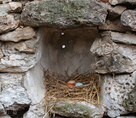 The eggs lie on a pile of straw in a stone niche. The hens warm the eggs to hatch into chickens.