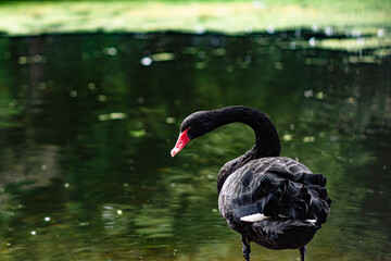 black swan on the lake © Robert Krajewski