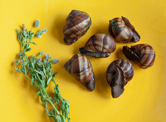Boiled wild snails in a plate with a stalk of thyme.