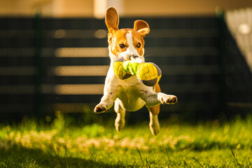 Tricolor beagle dog fetching a riped toy and running towards camera fast.