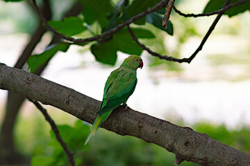 green parrot on a branch