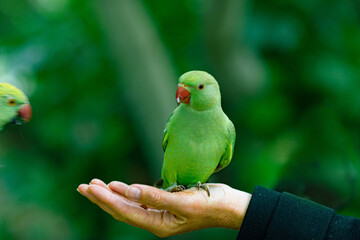 parrot on a palm