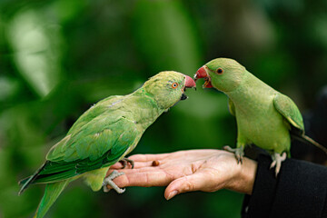 couple of parrots playing on a palm of a hand