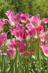 Fototapeta premium Pink tulips in sunny spring day. Beautiful purple Tulips background in the garden. 