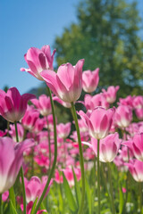 Fototapeta na wymiar Pink tulips in sunny spring day. Beautiful purple Tulips background in the garden. 