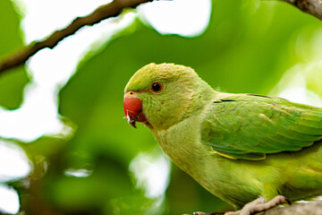 green parrot on a branch close up
