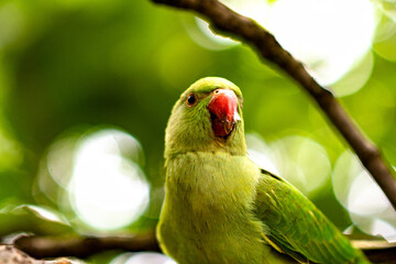 green parrot on branch