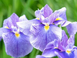 Obraz premium ハナショウブ