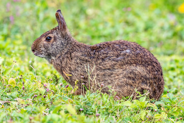 Close-up of a young marsh rabbit in the grass