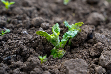 a potato sprout emerges from the ground in a potato field in the spring
