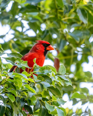 Cardinal hidden in the green leaves  of a tree