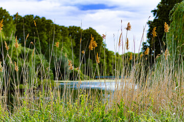 lake framed with grass and flowers