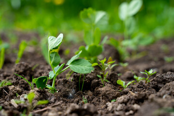 a pea sprout emerges from the ground in a potato field in the spring