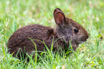 Baby bunny close up in the grass