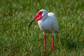 Breeding ibis standing in the grass