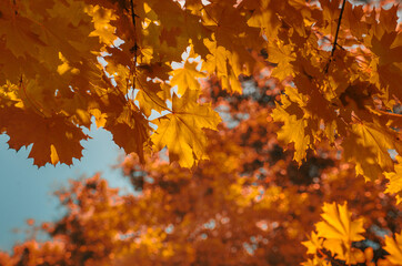 Red and yellow maple leaf. Bright sun. Orange  leaves on the осеннего tree background.