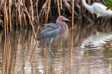 Reddish egret fluffs his feathers to show dominance in the shallows waters of a pond in Florida