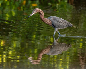 Reddish egret with a reflection hunting for food in a shallow pond 