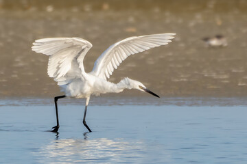 Reddish egret - white morph hunting for food