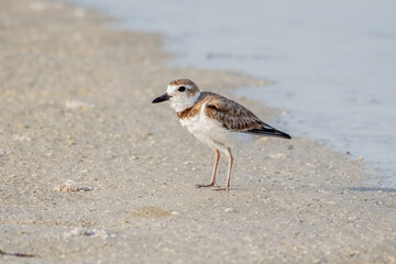 Piping plover on the beach
