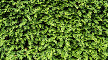 Small green leaves texture background with beautiful pattern. Clean environment