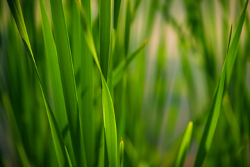 Obraz na płótnie Canvas Green Grass. Close-up of bright green grass tending a breath of wind. Close-up abstract with shallow depth of field and background bokeh of brightly sunlit long bladed green and yellow plant leaves.