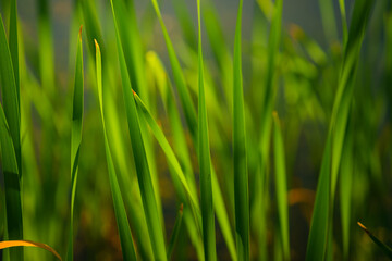Fototapeta na wymiar Green Grass. Close-up of bright green grass tending a breath of wind. Close-up abstract with shallow depth of field and background bokeh of brightly sunlit long bladed green and yellow plant leaves.