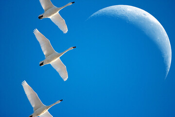 Swans flying in a clear blue sky, Holland