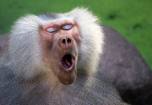 Close-up of a male baboon just waking up
