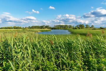Nature Park Ponjavica in Serbia. Ponjavica Nature Park is a protected natural asset on the territory of the municipality of Pancevo, on the left bank of the lower course of the Danube River.