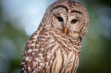 Barred Owl.Barred Owls may be best known for their unique vocalizations, especially the unmistakable nine-noted hoot that is often translated to sound like, “Who cooks for you? Who cooks for you all?”