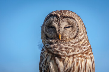 Barred Owl.Barred Owls may be best known for their unique vocalizations, especially the unmistakable nine-noted hoot that is often translated to sound like, “Who cooks for you? Who cooks for you all?”