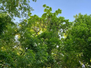 green leaves and sky