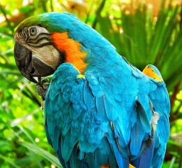 blue and yellow macaw