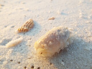 seashell on the beach