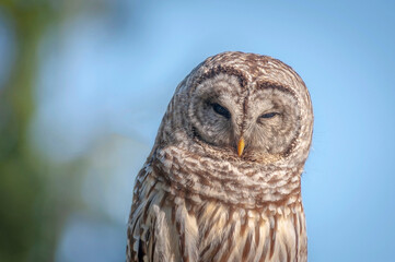 Barred Owl.Barred Owls may be best known for their unique vocalizations, especially the unmistakable nine-noted hoot that is often translated to sound like, “Who cooks for you? Who cooks for you all?”